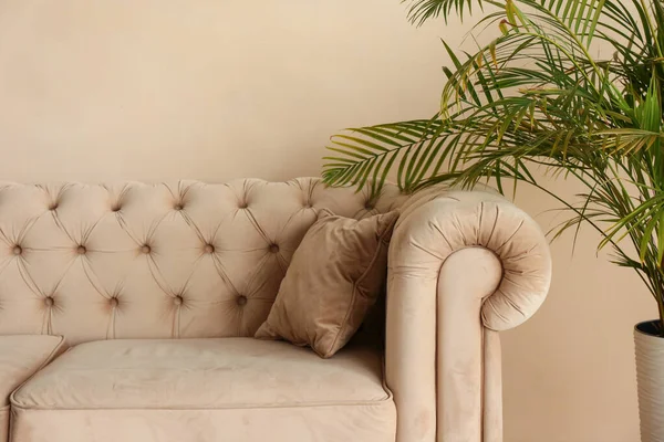Elegant Sofa Cushion Houseplant Beige Wall — Zdjęcie stockowe