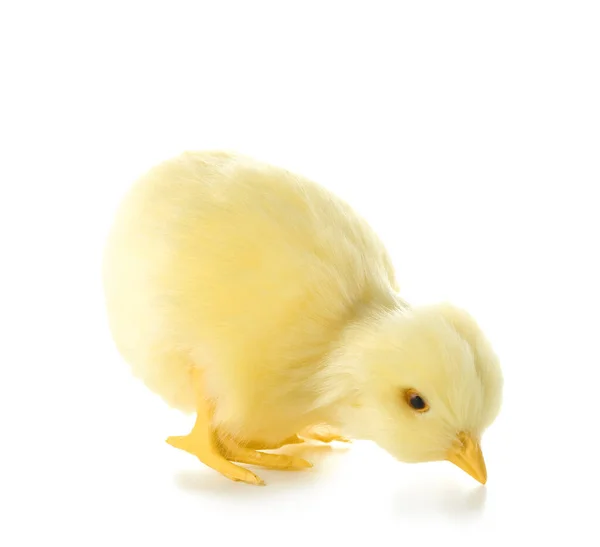 Cute Yellow Chicken Isolated White — Stock Photo, Image