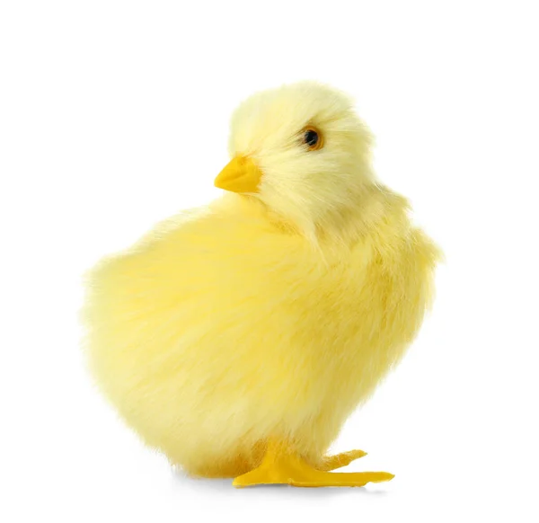 Cute Yellow Chicken Isolated White — ストック写真