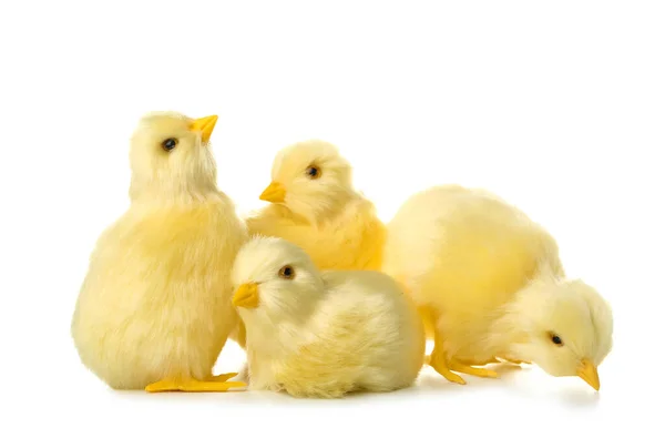 Poulets Jaunes Mignons Isolés Sur Blanc — Photo