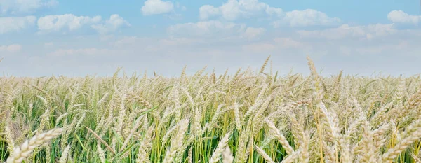 Güneşli Bir Günde Kırda Buğday Tarlası — Stok fotoğraf