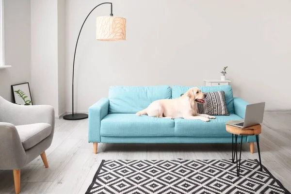 かわいいラブラドール犬は明るいリビングルームのソファに横たわっている — ストック写真