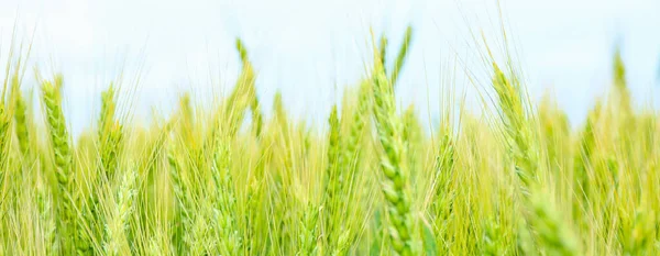 畑の緑の小麦の小穂 クローズアップ — ストック写真
