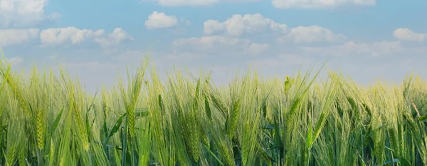 Green Wheat Field Sunny Day — Stock Photo, Image