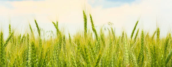 Green Wheat Spikelets Field Sunny Day — ストック写真