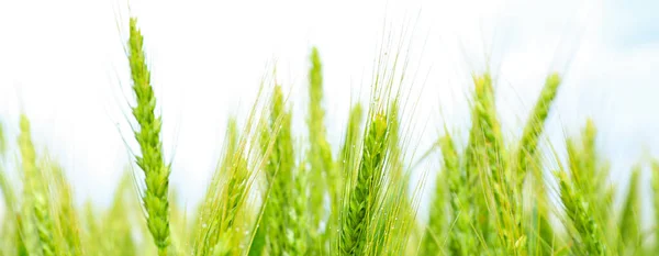 Green Wheat Spikelets Field Closeup — Stock Photo, Image