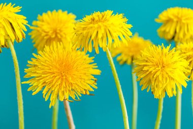 Mavi arkaplanda sarı karahindibalar, yakın plan.