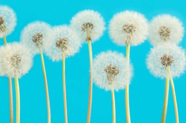 mavi zemin üzerine beyaz dandelions