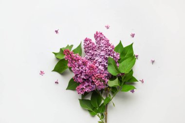 Açık arkaplanda mor leylak çiçekleri