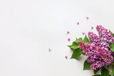 Açık arkaplanda mor leylak çiçekleri