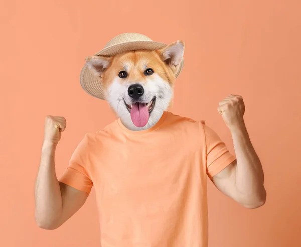 Śmieszny Pies Akita Ludzkim Ciałem Tle Koloru — Zdjęcie stockowe