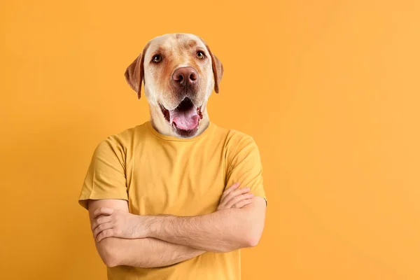 Funny Labrador Dog Human Body Yellow Background — Stock Photo, Image