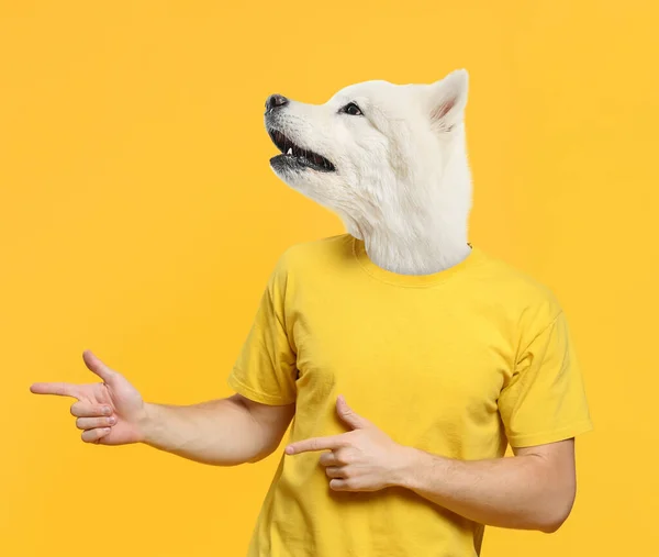 Funny Samoyed Dog Human Body Pointing Something Yellow Background — Foto de Stock