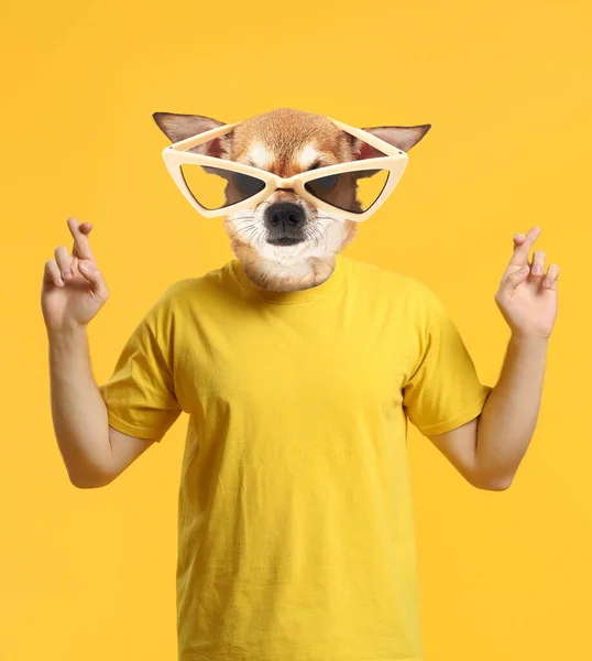 Śmieszny Pies Ludzkim Ciałem Krzyżującym Palce Żółtym Tle — Zdjęcie stockowe