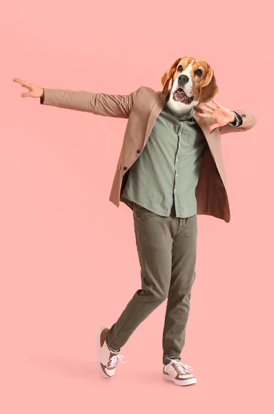 Funny Dancing Beagle Dog Human Body Pink Background — Stock Photo, Image