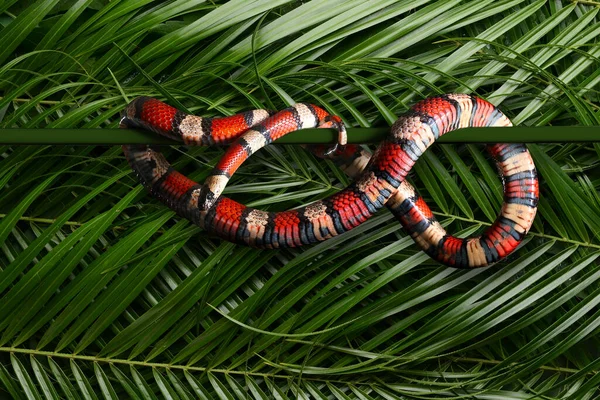 Serpiente Rey Rojo Contra Hojas Palma Verde —  Fotos de Stock