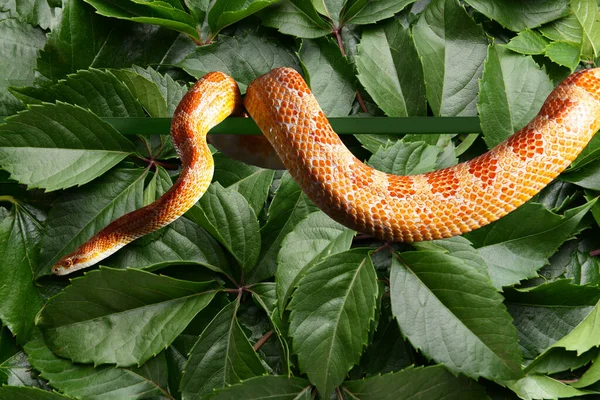 Hermosa Serpiente Maíz Contra Hojas Verdes —  Fotos de Stock
