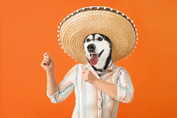 Αστείος Χορός Χάσκι Σκύλος Ανθρώπινο Σώμα Και Σομπρέρο Πορτοκαλί Φόντο — Φωτογραφία Αρχείου