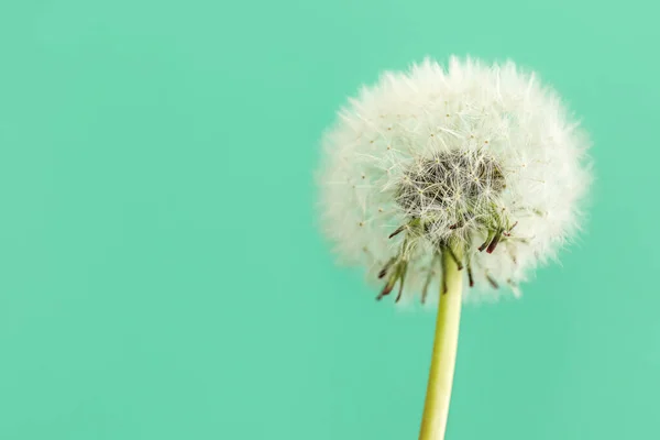 White Dandelion Green Background Closeup — 图库照片