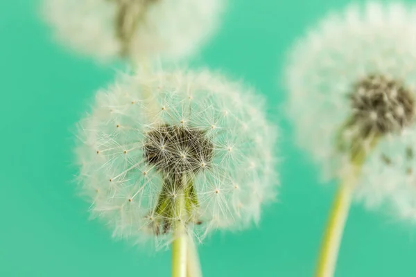 White Dandelions Green Background Closeup — 图库照片