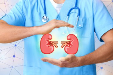 Doktor ve böbrekler arka planda ışığa karşı sanal ekranda, yakın plan