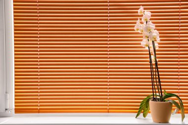 Pencere kenarında güzel bir orkide çiçeği