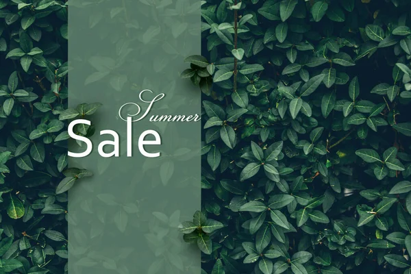 Poster Summer Sale Green Leaves — Stock Fotó