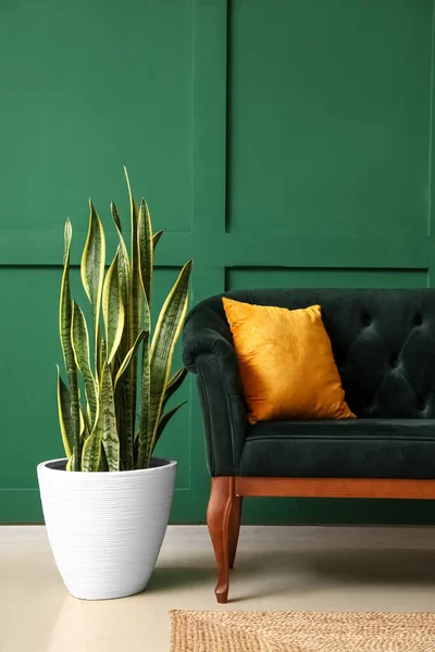 Stylish sofa and houseplant near green wall