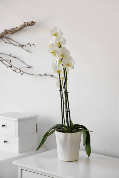 白い壁の近くの引き出しの胸に美しい蘭の花 — ストック写真