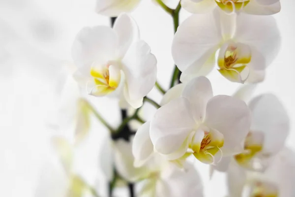 Orchid Flowers Light Background Closeup — Photo