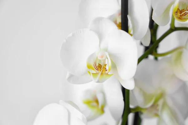Closeup View Beautiful Orchid Flowers Light Background — Stock Photo, Image