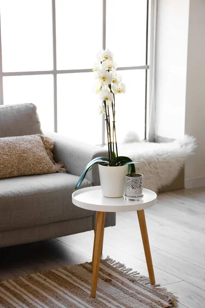 Beautiful Orchid Flower Table Living Room — Stock Photo, Image