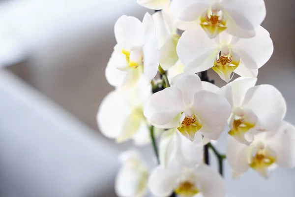 Closeup View Beautiful Orchid Flowers — Stock Photo, Image
