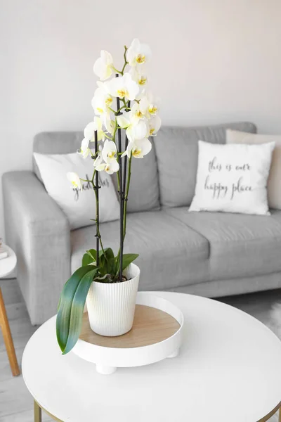 Beautiful Orchid Flower Table Stylish Living Room — стоковое фото