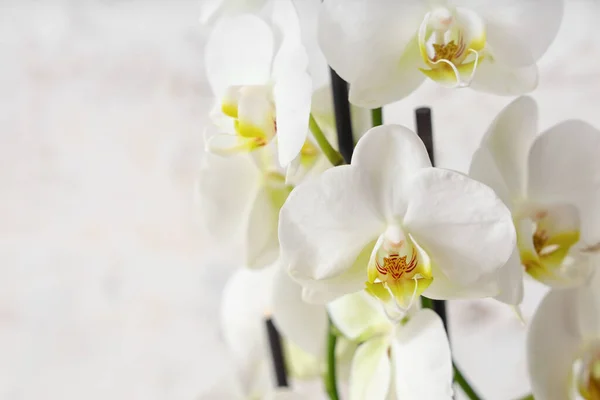 Orchid Flowers Light Background Closeup — Stock Photo, Image