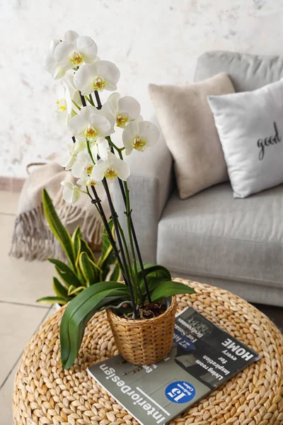 Beautiful orchid flower and magazine on wicker table in living room