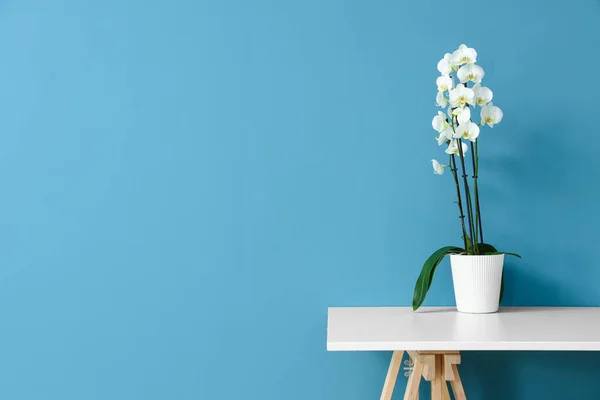 Beautiful Blooming Orchid Flower Table Blue Wall — Zdjęcie stockowe