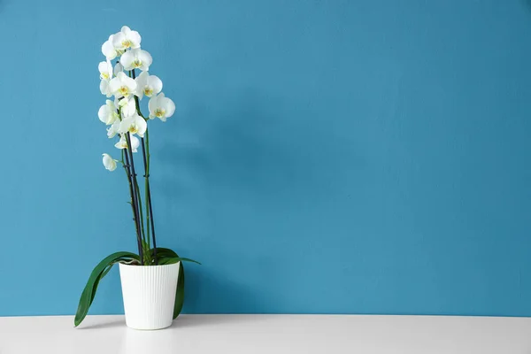 Красива Квітуча Квітка Орхідеї Столі Біля Синьої Стіни — стокове фото