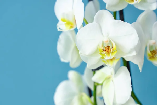 Closeup View Beautiful Blooming Orchid Flowers Blue Background — Stock Photo, Image