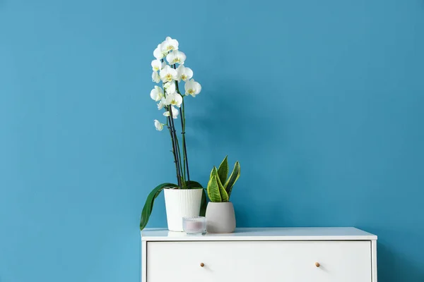 Beautiful Orchid Flower Houseplant Candle Chest Drawers Blue Wall — стоковое фото
