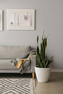 Rahat bir kanepe, ev bitkisi ve oturma odasındaki gri duvarda tahta.