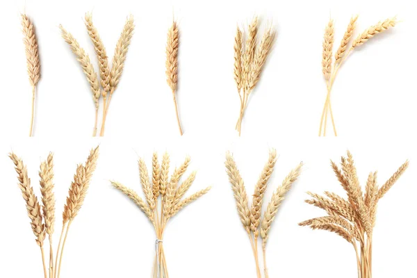 Set Wheat Spikelets Isolated White — стоковое фото