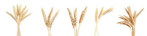 Set Wheat Spikelets Isolated White — Photo