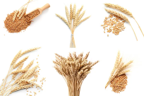 Set Wheat Spikelets Grains Isolated White — Stock Fotó