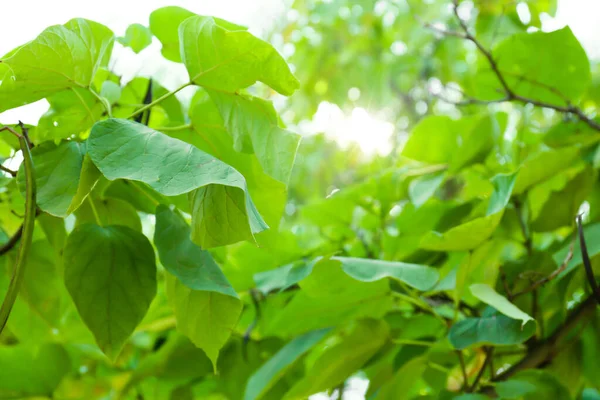 Closeup View Tree Branches Green Leaves Sunny Day — Stockfoto