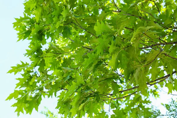 Κλαδιά Βελανιδιάς Πράσινα Φύλλα Φόντο Ουρανού — Φωτογραφία Αρχείου