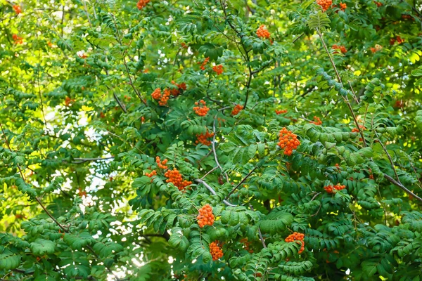 Ramos Árvores Com Folhas Verdes Bagas Rowan Parque — Fotografia de Stock