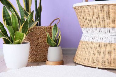 Leylak duvarının yanında ev bitkileri ve rattan masa