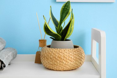Mavi duvarın yanındaki rafta sazlık difüzörlü ev bitkisi