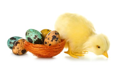 Beyaz arka planda şirin sarı tavuk ve Paskalya yumurtaları.